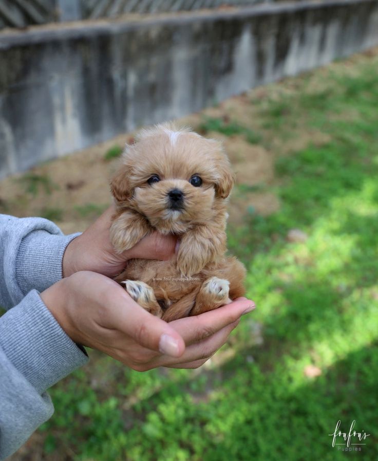Teacup Poodle puppy
